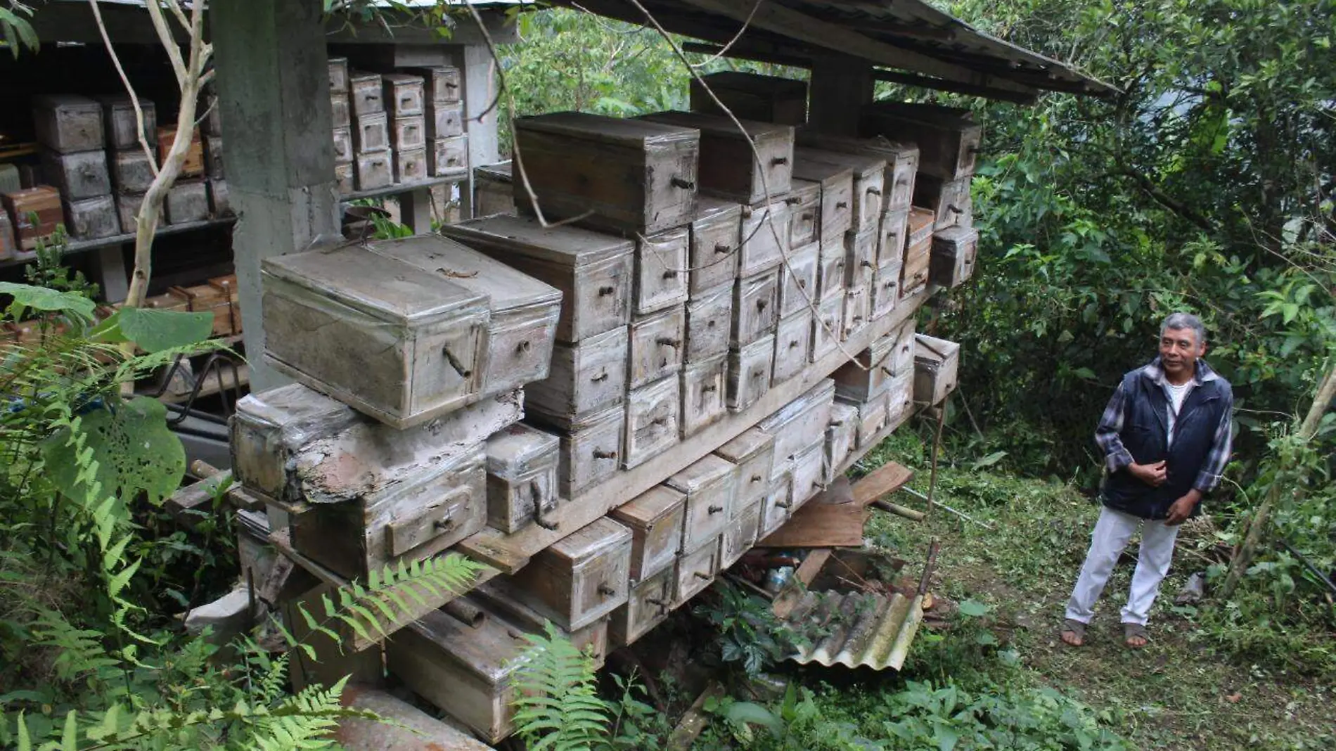 Kuwik Chuchut, la extraordinaria comunidad de Puebla que atesora  la abeja melipona 5